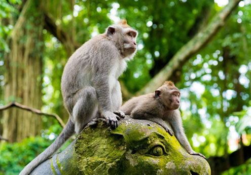 Tours Ubud Monkey Forest